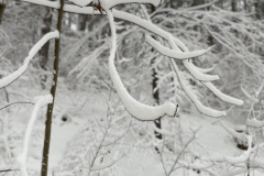 wehnerschneeF21
